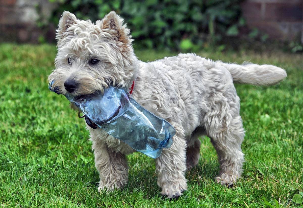 How to Take an Iron Supplement for Your Pet: A Vet-Backed Guide (Without the Guesswork)