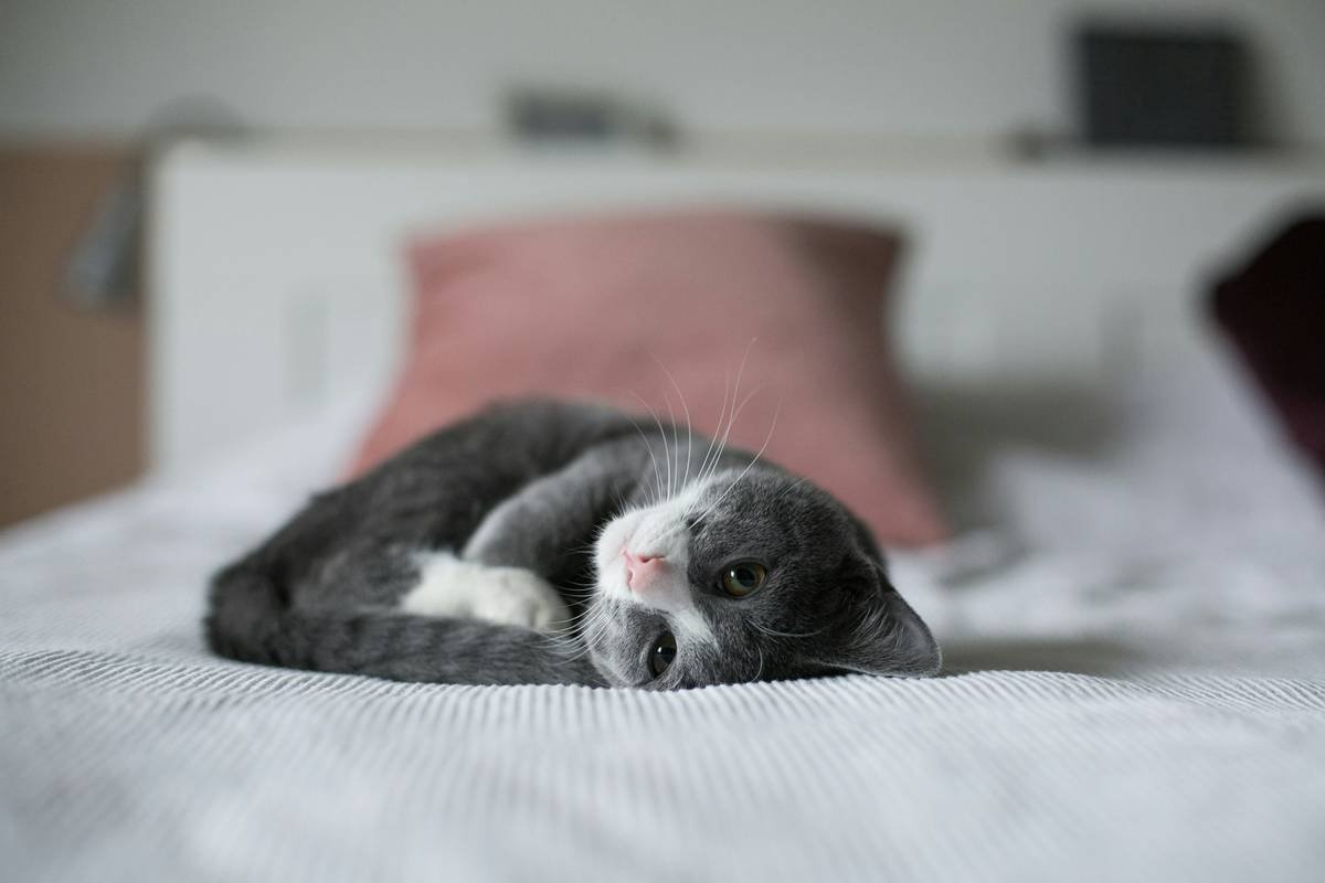 Iron Pill Supplement Side Effects in Pets: What Every Pet Parent Must Know