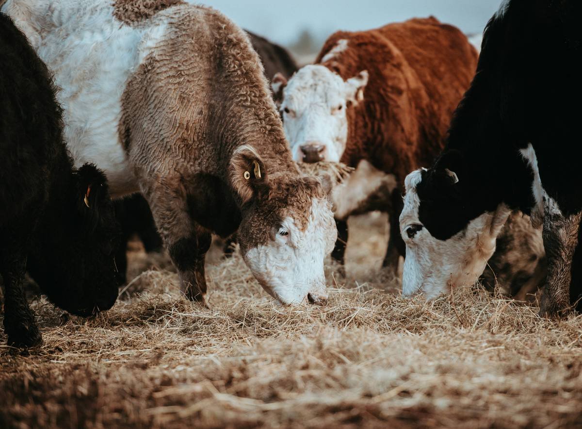 Iron Supplement for Goats: What Every Goat Owner Needs to Know