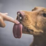 Iron Vitamin Supplement Side Effects in Pets: What Every Pet Parent Needs to Know