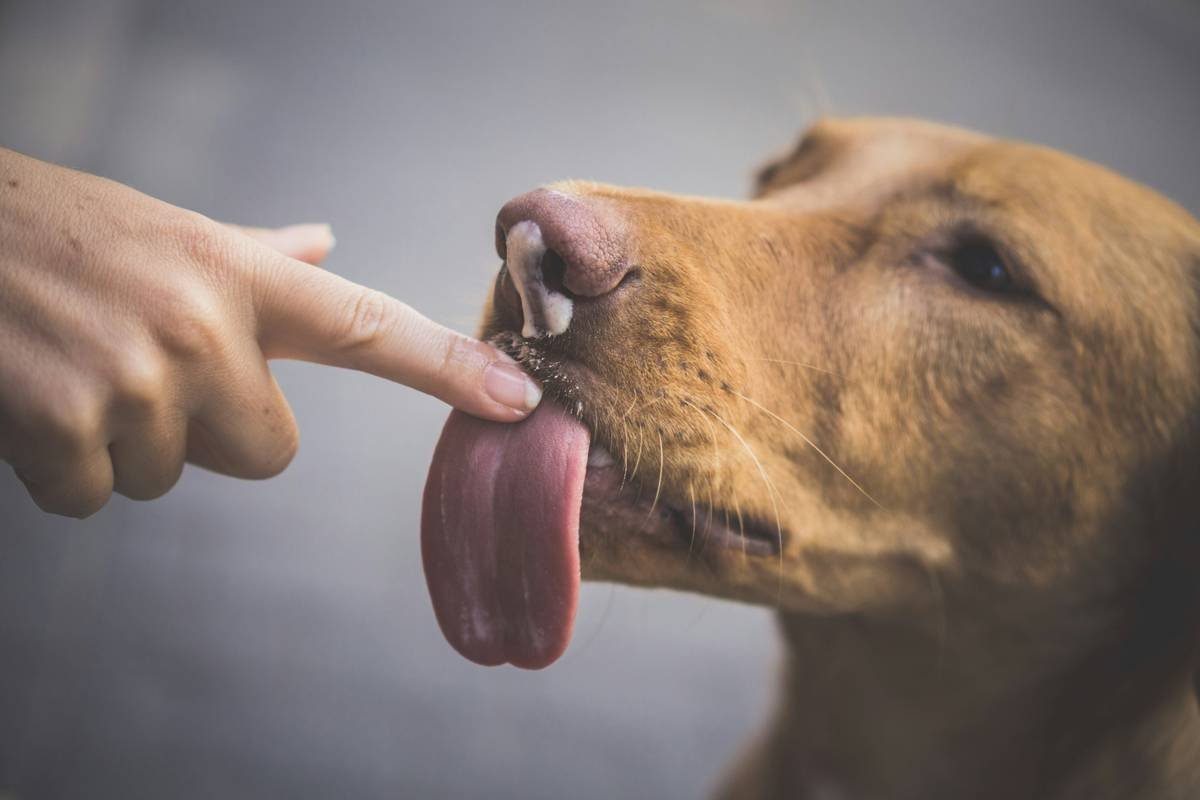 Iron Vitamin Supplement Side Effects in Pets: What Every Pet Parent Needs to Know