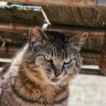 Is Pro Fe Iron Supplement the Right Choice for Your Anemic Pet? A Vet-Backed Deep Dive