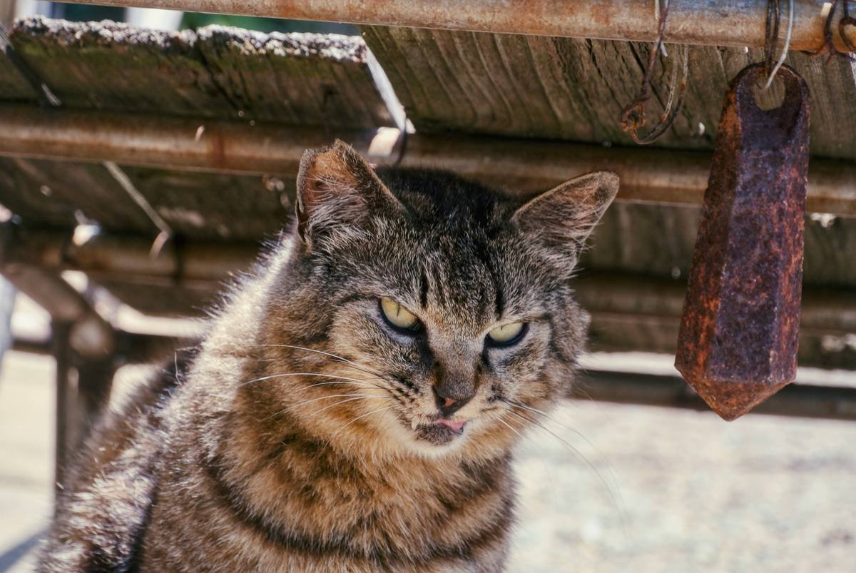 Is Pro Fe Iron Supplement the Right Choice for Your Anemic Pet? A Vet-Backed Deep Dive