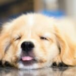 Side Effects from Iron Supplements in Pets: What Every Pet Parent Needs to Know