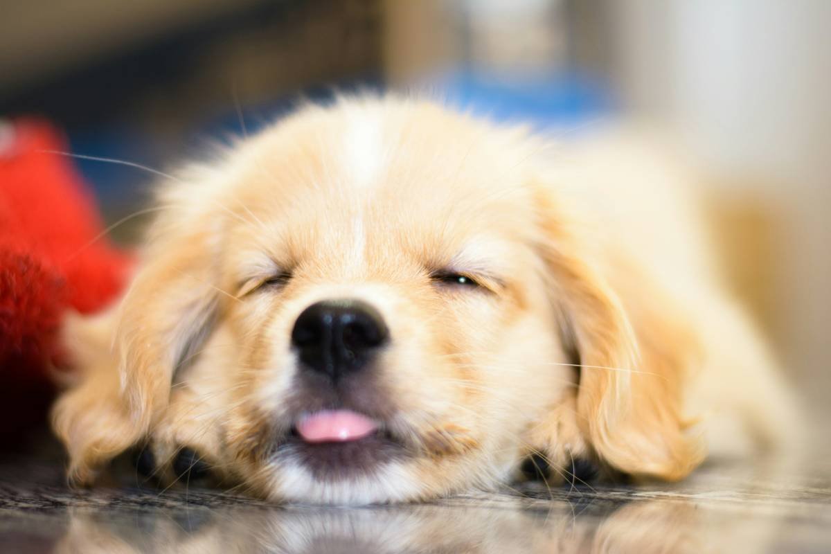 Side Effects from Iron Supplements in Pets: What Every Pet Parent Needs to Know