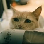 Side Effects of Iron Pills in Pets: What Every Pet Parent Must Know Before Supplementing