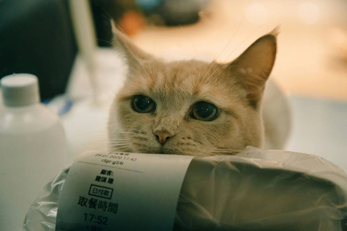 Side Effects of Iron Pills in Pets: What Every Pet Parent Must Know Before Supplementing